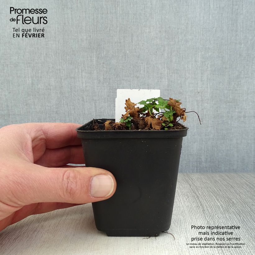 Example of Geranium cantabrigiense Biokovo - Ooievaarsbek Kweekpotje van 8/9 cm as you get in hiver