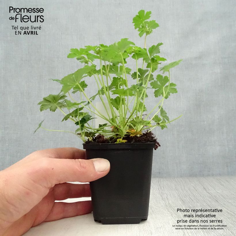 Exemplaar van Geranium cantabrigiense Biokovo - Ooievaarsbek Kweekpotje van 8/9 cm zoals geleverd in de lente