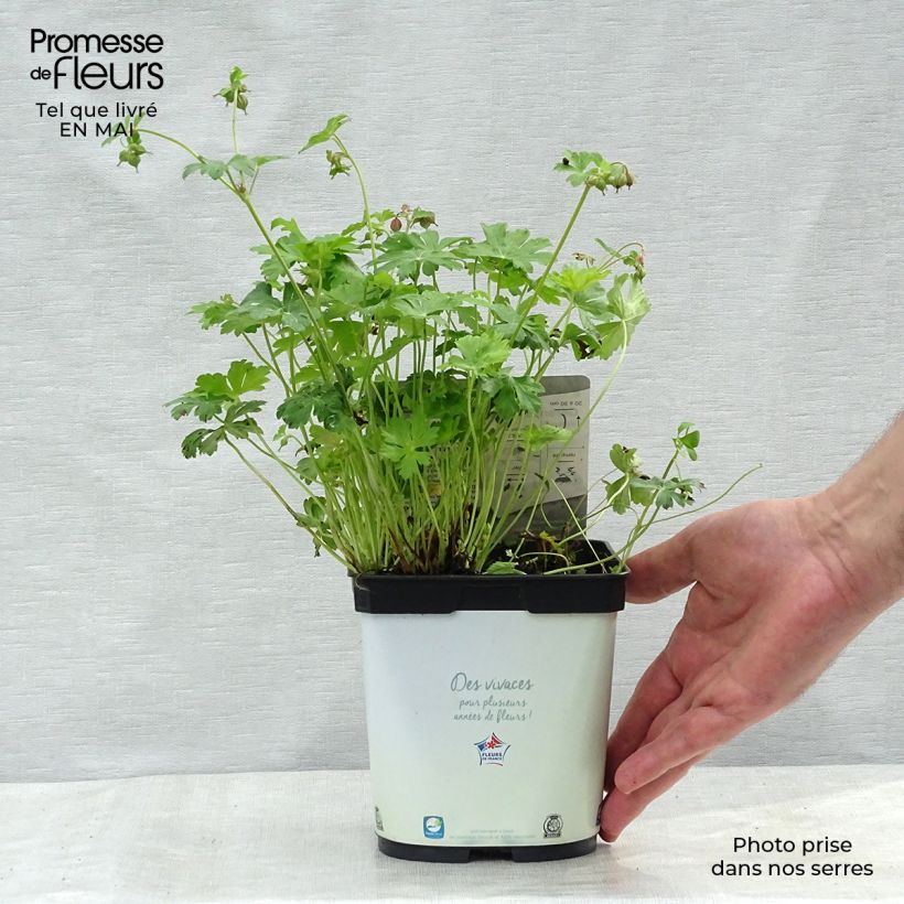 Exemplaar van Geranium cantabrigiense Biokovo - Ooievaarsbek Pot van 2 l/3 l zoals geleverd in de lente