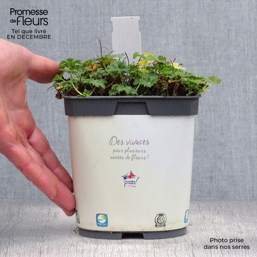 Example of Geranium cantabrigiense Biokovo - Ooievaarsbek Pot van 2 l/3 l as you get in hiver