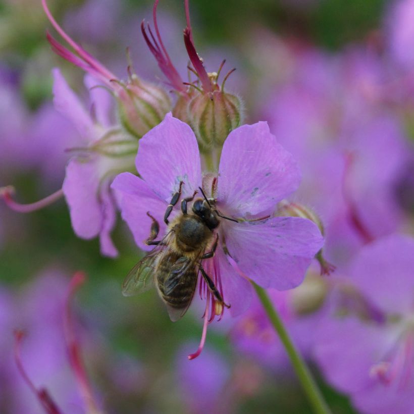 Geranium cantabrigiense Hanne - Ooievaarsbek (Bloei)