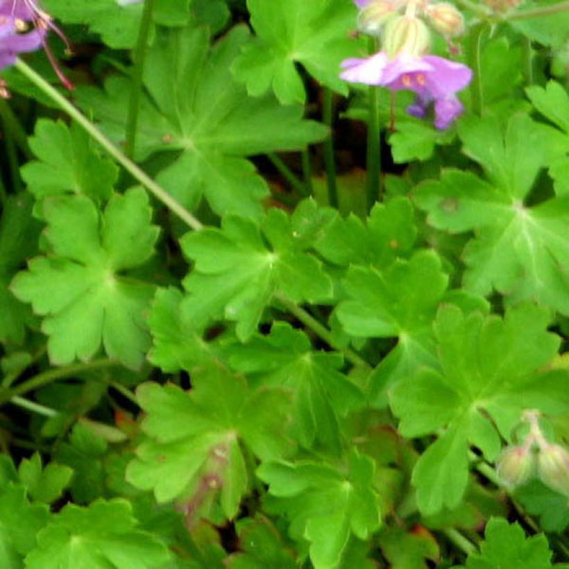 Geranium cantabrigiense Hanne - Ooievaarsbek (Blad)