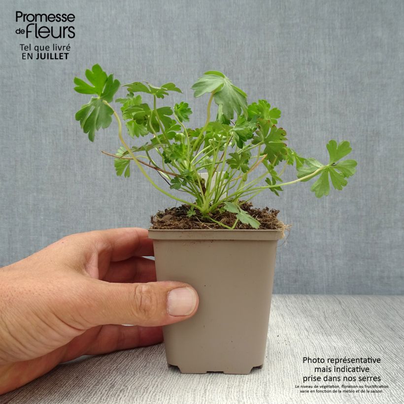 Exemplaar van Geranium cantabrigiense Intense - Ooievaarsbek Intense Kweekpotje van 8/9 cm zoals geleverd in de zomer