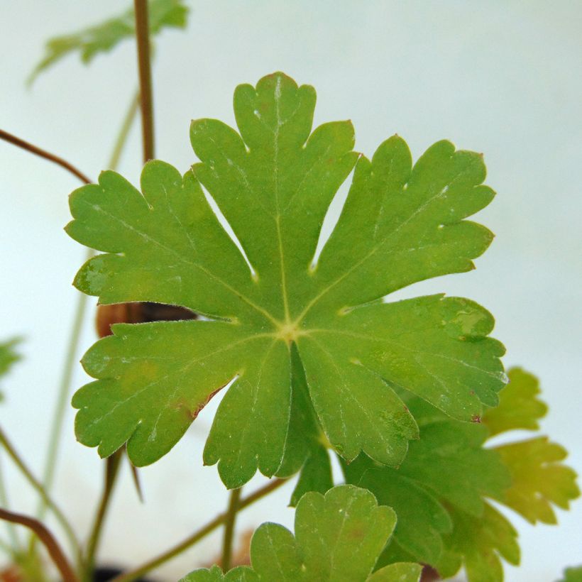 Geranium cantabrigiense Karmina - Ooievaarsbek (Foliage)