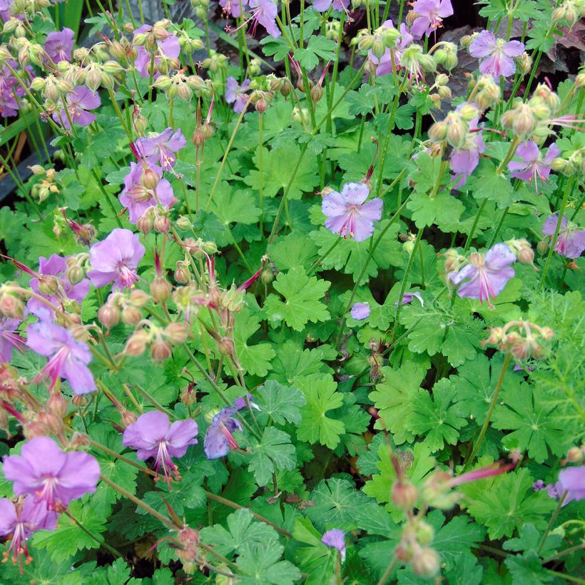 Geranium cantabrigiense Karmina - Ooievaarsbek (Plant habit)