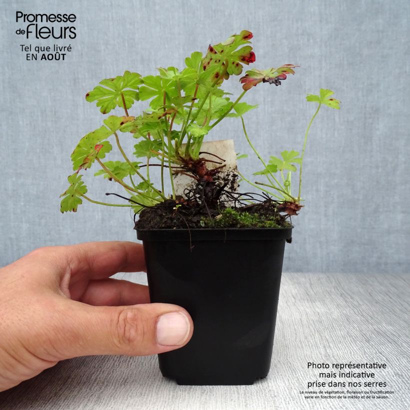 Exemplaar van Geranium cantabrigiense St Ola - Ooievaarsbek Kweekpotje van 8/9 cm zoals geleverd in de zomer