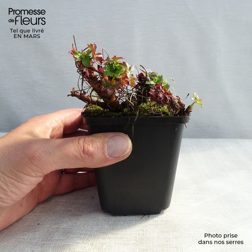 Example of Géranium vivace cantabrigiense St Ola Kweekpotje van 8/9 cm as you get in hiver