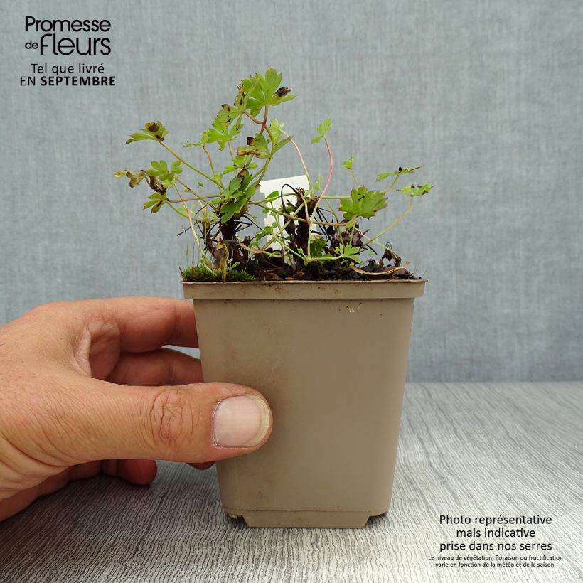 Exemplaar van Geranium cantabrigiense Westray - Ooievaarsbek Kweekpotje van 8/9 cm zoals geleverd in de herfst