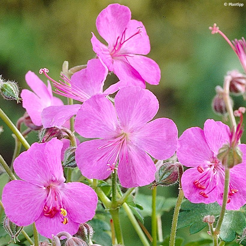 Geranium cantabrigiense Westray - Ooievaarsbek (Flowering)