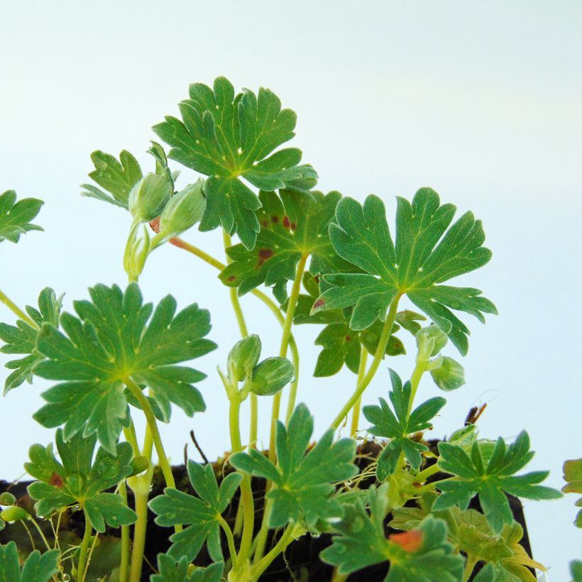 Geranium cinereum Ballerina - Ooievaarsbek (Foliage)