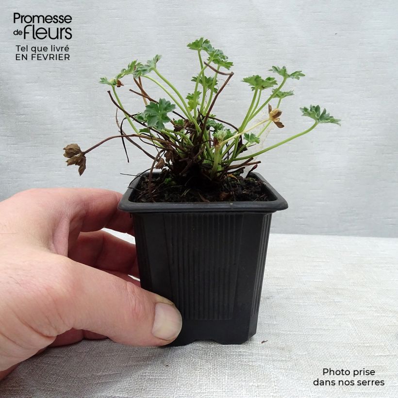 Example of Geranium cinereum Ballerina - Ooievaarsbek Kweekpotje van 8/9 cm as you get in hiver