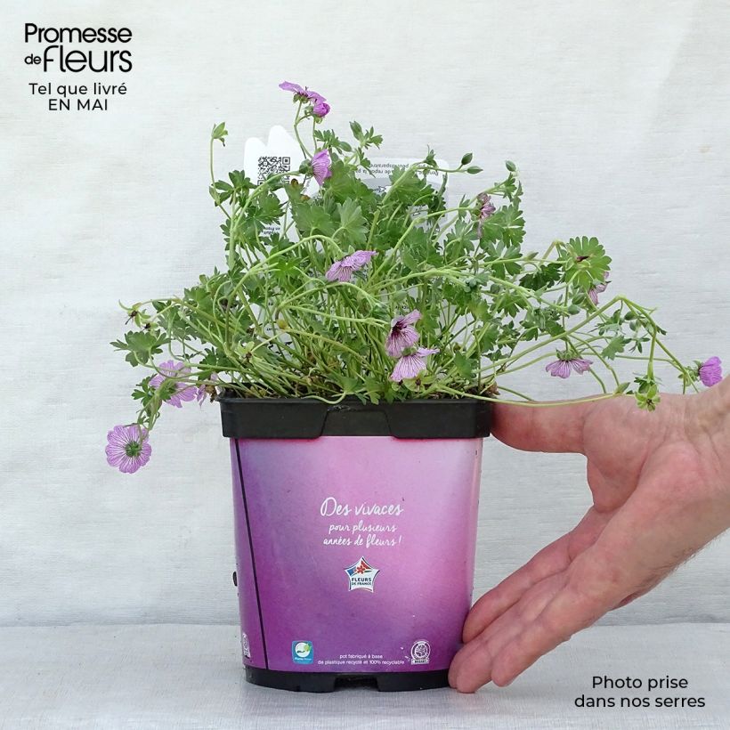 Exemplaar van Geranium cinereum Ballerina - Ooievaarsbek Pot van 2 l/3 l zoals geleverd in de lente