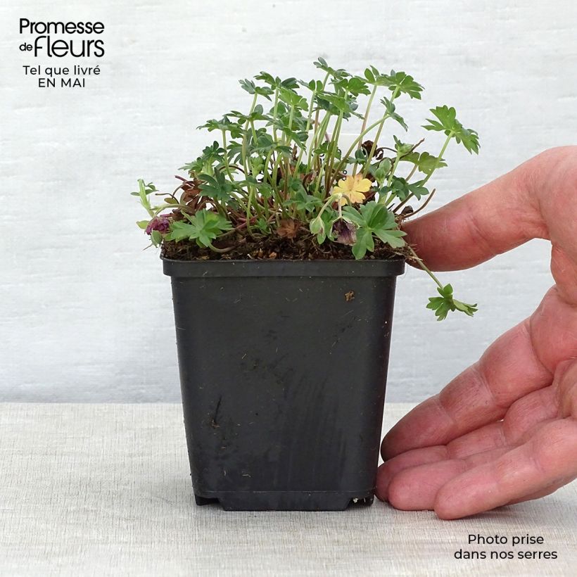 Exemplaar van Geranium cinereum Jolly Jewel Night - Ooievaarsbek Kweekpotje van 8/9 cm zoals geleverd in de lente