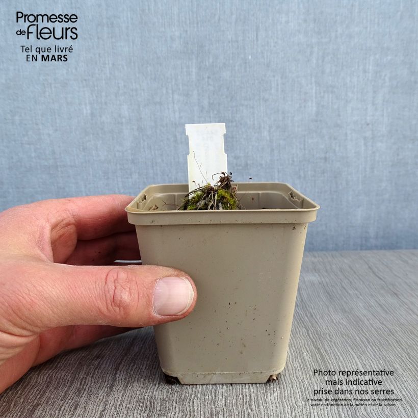 Example of Geranium vivace cinereum Jolly Jewel Pink Kweekpotje van 8/9 cm as you get in hiver