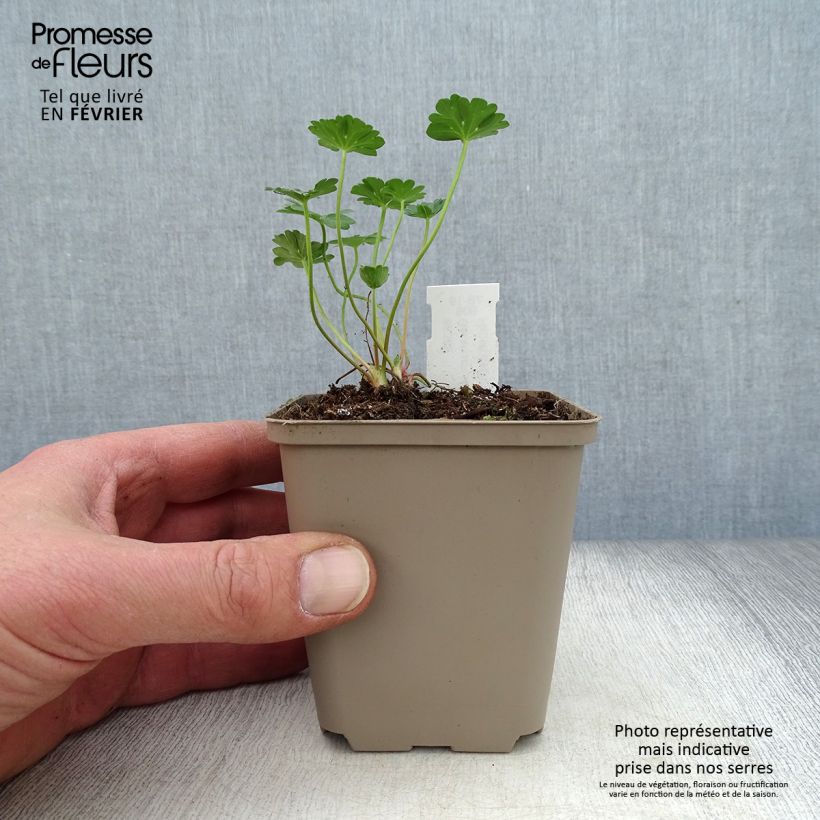 Example of Géranium vivace cinereum Jolly Jewel Red Improved  Kweekpotje van 8/9 cm as you get in hiver