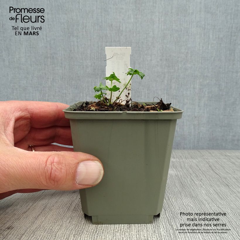 Exemplaar van Geranium cinereum Jolly Jewel Salmon - Ooievaarsbek (zaad) Kweekpotje van 8/9 cm zoals geleverd in de lente