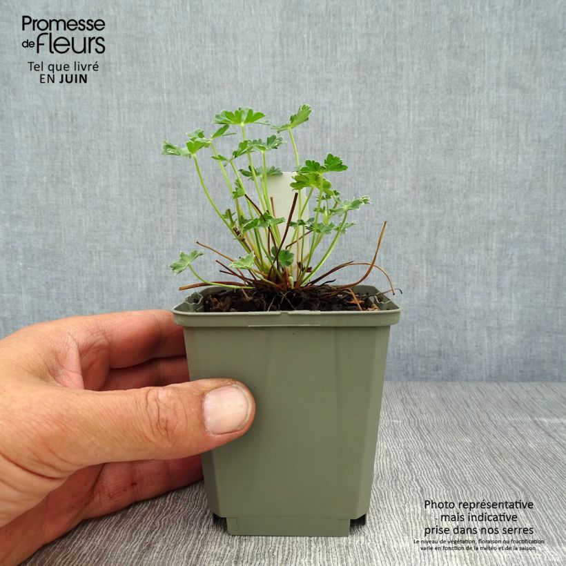 Exemplaar van Geranium cinereum Jolly Jewel Violet - Ooievaarsbek Kweekpotje van 8/9 cm zoals geleverd in de zomer