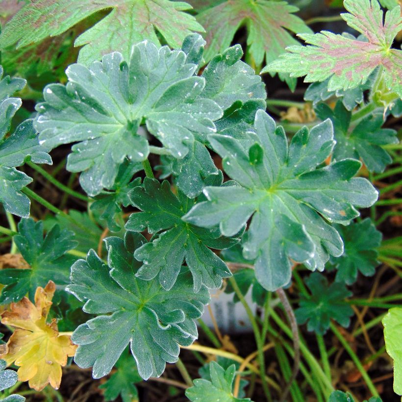 Geranium cinereum Laurence Flatman - Ooievaarsbek (Foliage)