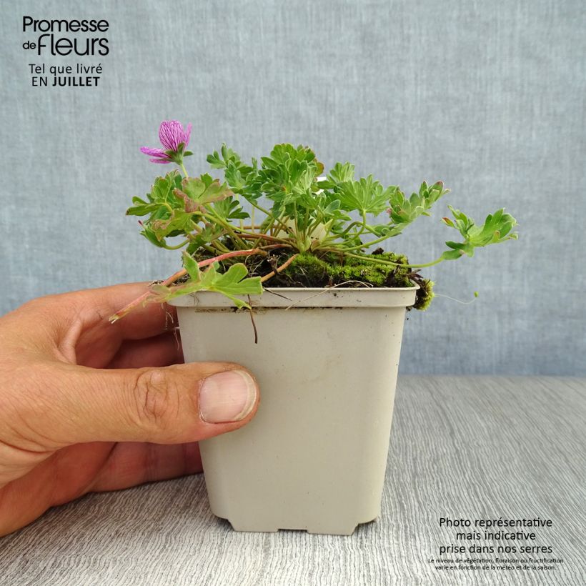 Exemplaar van Geranium cinereum Laurence Flatman - Ooievaarsbek Kweekpotje van 8/9 cm zoals geleverd in de zomer