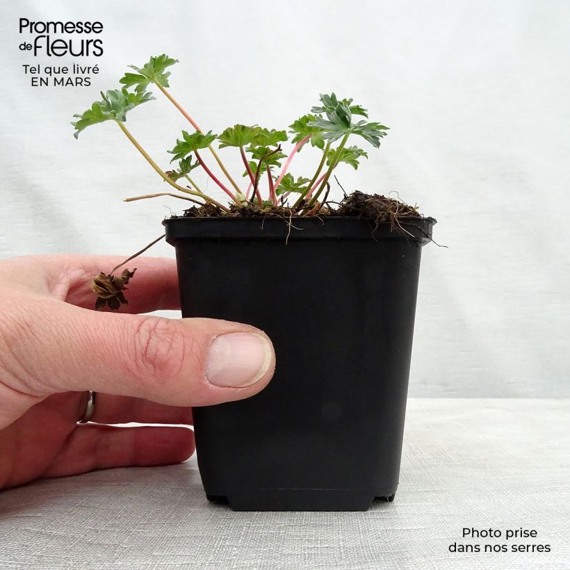Exemplaar van Geranium cinereum Laurence Flatman - Ooievaarsbek Kweekpotje van 8/9 cm zoals geleverd in de lente