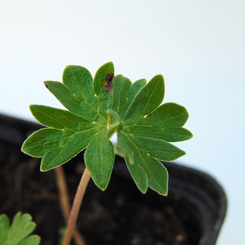 Geranium cinereum subcaulescens - Ooievaarsbek (Foliage)