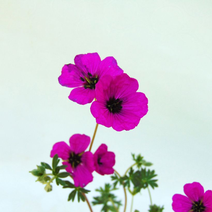 Geranium cinereum subcaulescens - Ooievaarsbek (Flowering)