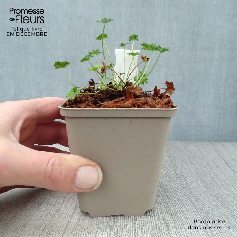 Example of Geranium cinereum subcaulescens - Ooievaarsbek Kweekpotje van 8/9 cm as you get in hiver