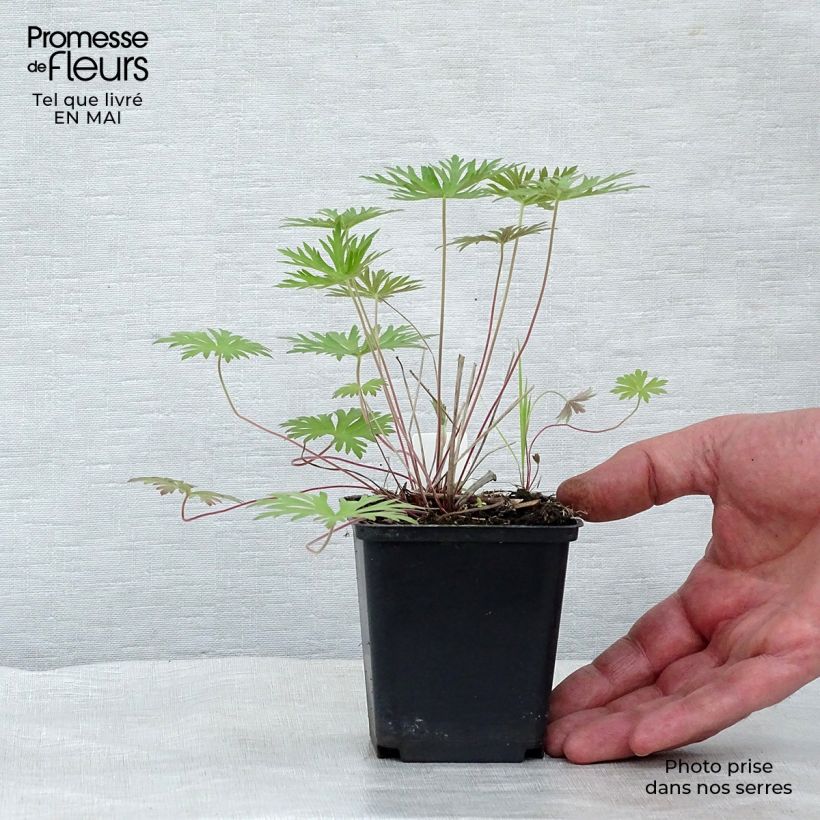 Exemplaar van Geranium clarkei Kashmir Blue - Ooievaarsbek Kweekpotje van 8/9 cm zoals geleverd in de lente