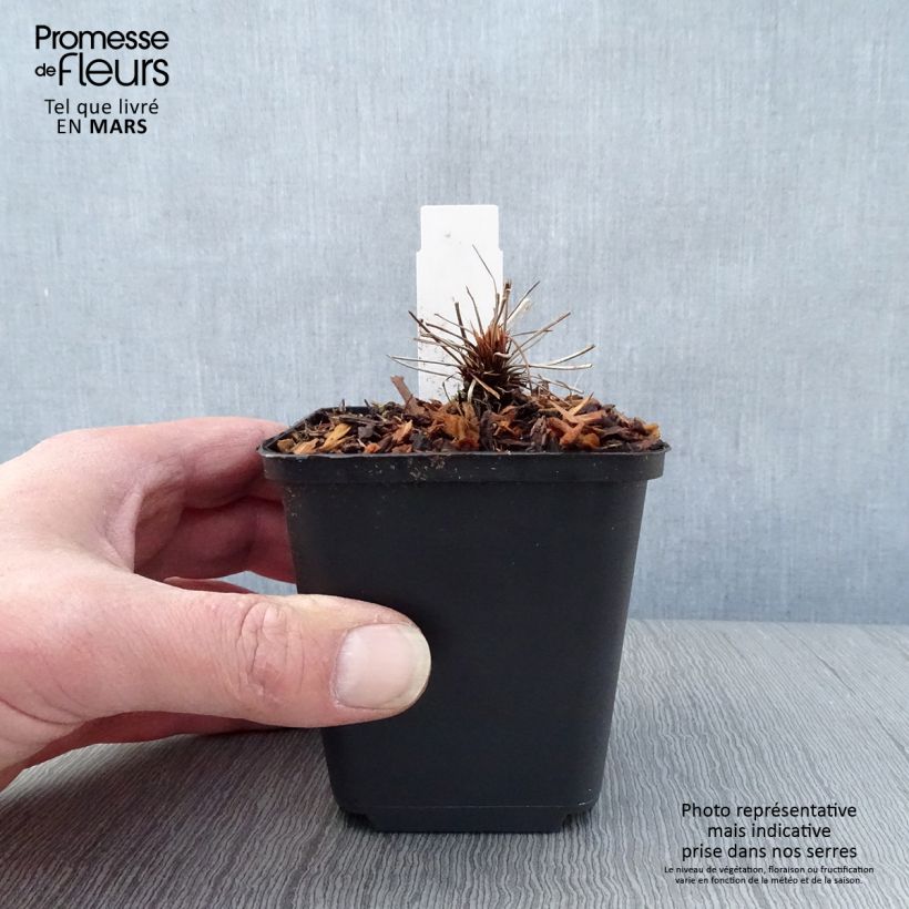 Exemplaar van Geranium clarkei Kashmir Pink - Ooievaarsbek Kweekpotje van 8/9 cm zoals geleverd in de lente