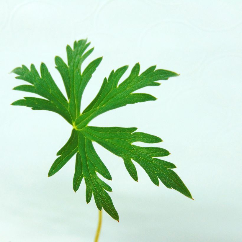 Geranium clarkei Kashmir White - Ooievaarsbek (Blad)