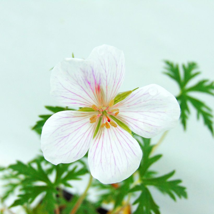 Geranium clarkei Kashmir White - Ooievaarsbek (Bloei)