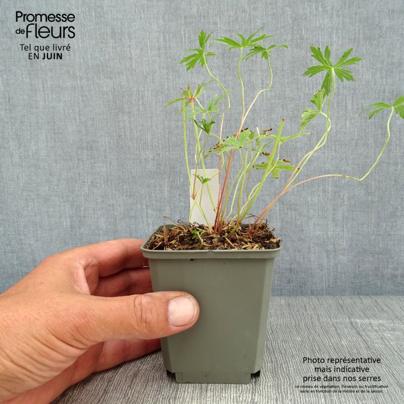 Exemplaar van Geranium clarkei Kashmir White - Ooievaarsbek Kweekpotje van 8/9 cm zoals geleverd in de zomer