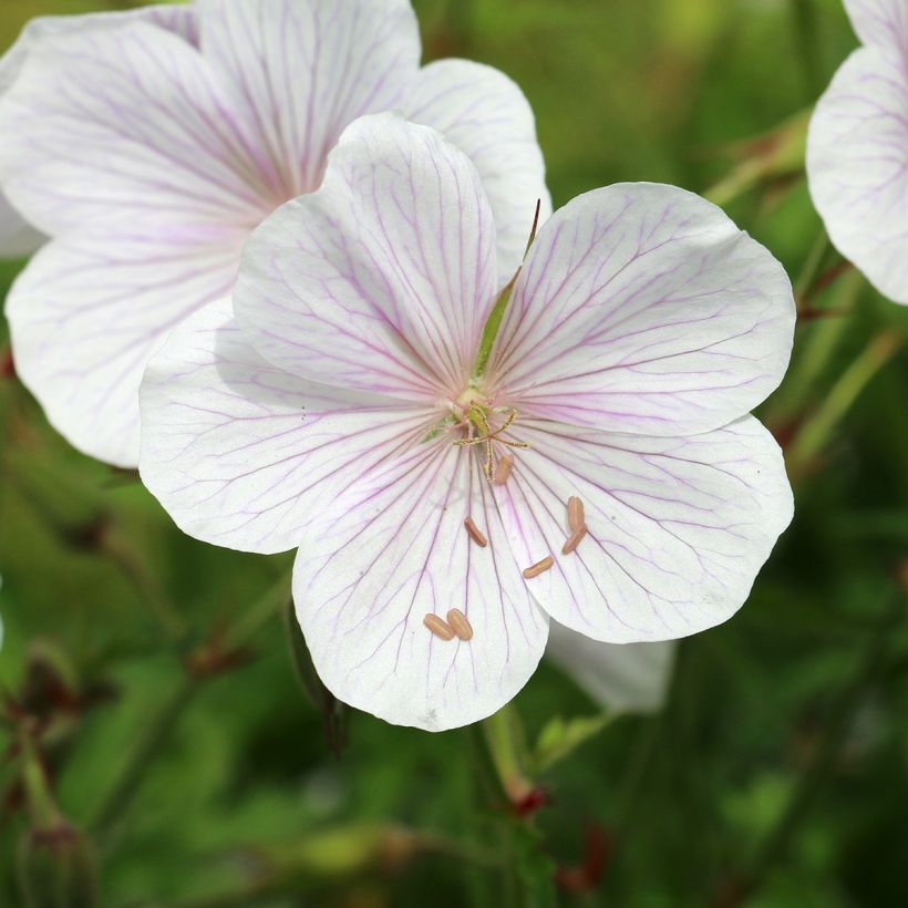 Geranium clarkei Kashmir White - Ooievaarsbek (Bloei)