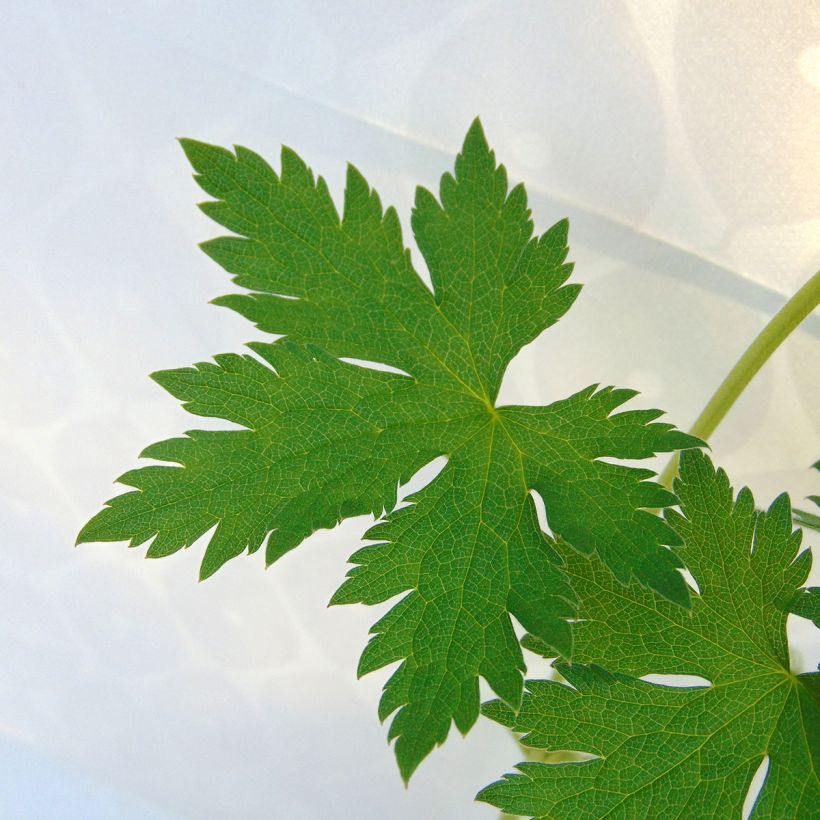 Geranium endressii - Ooievaarsbek (Foliage)