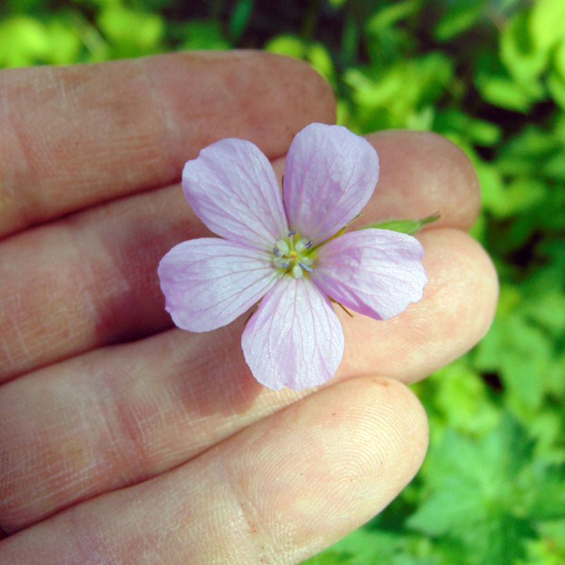 Geranium endressii - Ooievaarsbek (Flowering)
