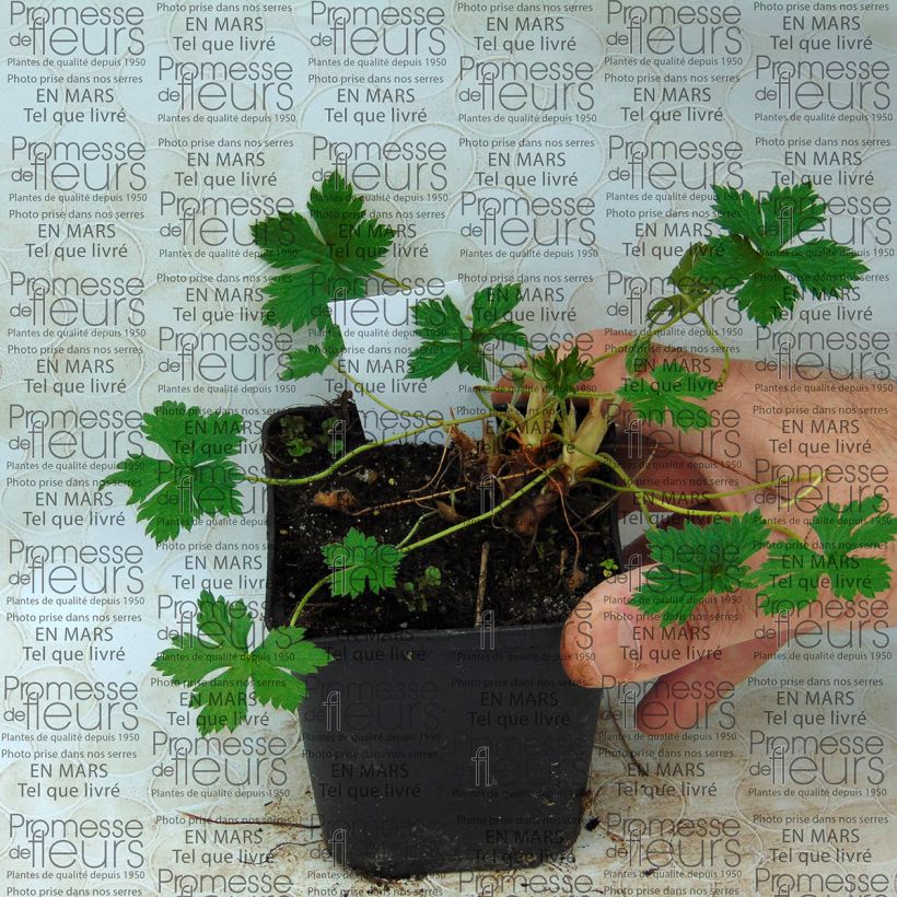 Voorbeeld van een exemplaar van Geranium endressii Beholder's Eye - Ooievaarsbek Kweekpotje van 8/9 cm zoals geleverd