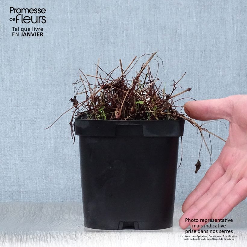 Example of Geranium endressii - Ooievaarsbek Pot van 2 l/3 l as you get in hiver