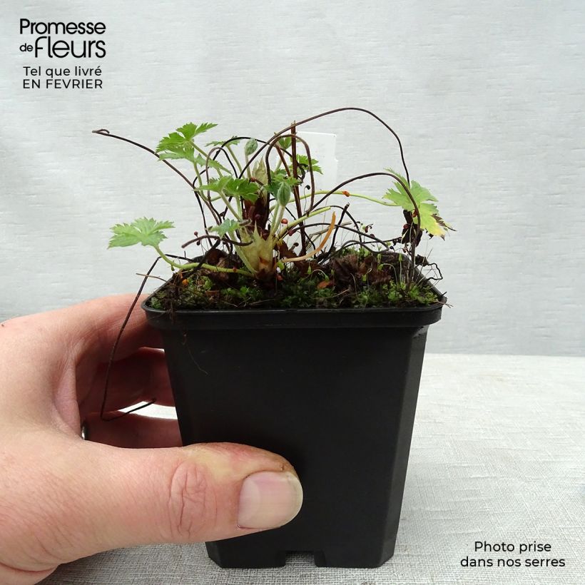 Example of Geranium endressii Wargrave Pink - Ooievaarsbek Kweekpotje van 8/9 cm as you get in hiver