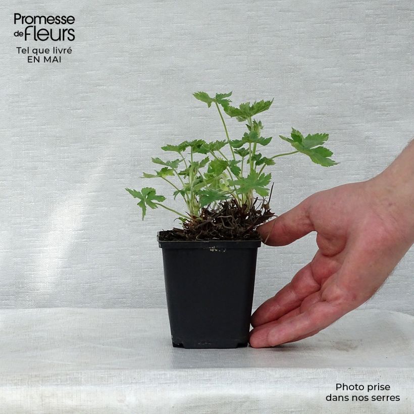 Exemplaar van Geranium endressii Wargrave Pink - Ooievaarsbek Kweekpotje van 8/9 cm zoals geleverd in de lente