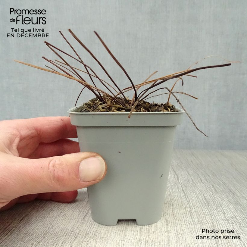 Example of Géranium vivace himalayense Kweekpotje van 8/9 cm as you get in hiver