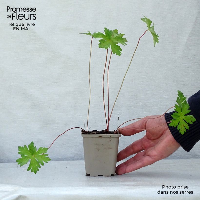Exemplaar van Geranium himalayense Derrick Cook - Ooievaarsbek Kweekpotje van 8/9 cm zoals geleverd in de lente