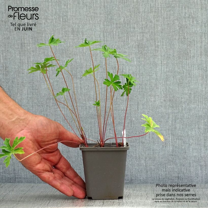 Exemplaar van Geranium himalayense Derrick Cook - Ooievaarsbek Kweekpotje van 8/9 cm zoals geleverd in de zomer