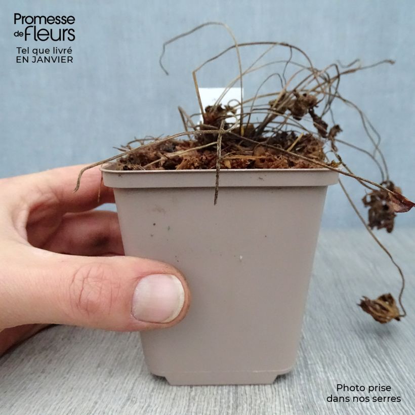 Example of Geranium himalayense Derrick Cook - Ooievaarsbek Kweekpotje van 8/9 cm as you get in hiver