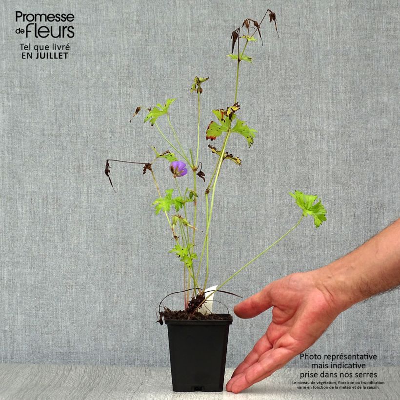 Exemplaar van Geranium himalayense - Ooievaarsbek Kweekpotje van 8/9 cm zoals geleverd in de zomer