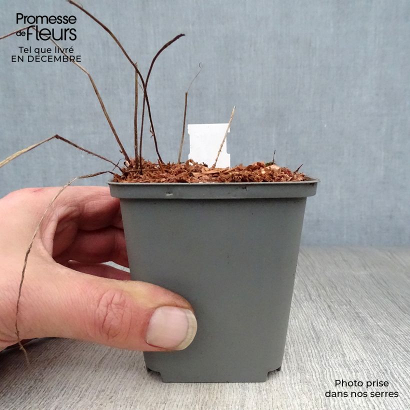 Example of Geranium himalayense Gravetye - Ooievaarsbek Kweekpotje van 8/9 cm as you get in hiver