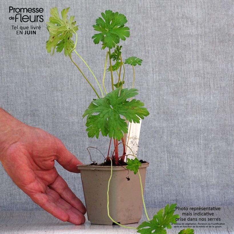 Exemplaar van Geranium himalayense Gravetye - Ooievaarsbek Kweekpotje van 8/9 cm zoals geleverd in de zomer