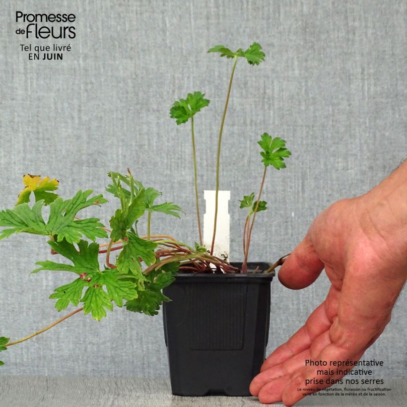 Exemplaar van Géranium vivace himalayense Plenum (Birch Double) Godet de 8/9 cm zoals geleverd in de zomer