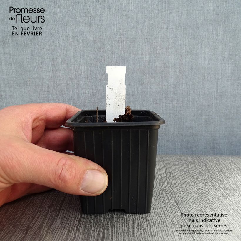 Example of Géranium vivace himalayense Plenum (Birch Double) Kweekpotje van 8/9 cm as you get in hiver