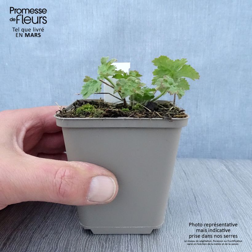 Exemplaar van Geranium ibericum Vital - Ooievaarsbek Kweekpotje van 8/9 cm zoals geleverd in de lente