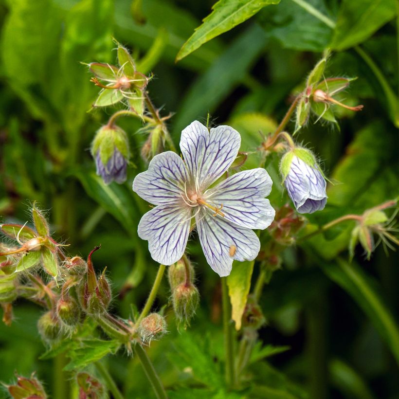 Geranium ibericum White Zigana - Ooievaarsbek (Bloei)